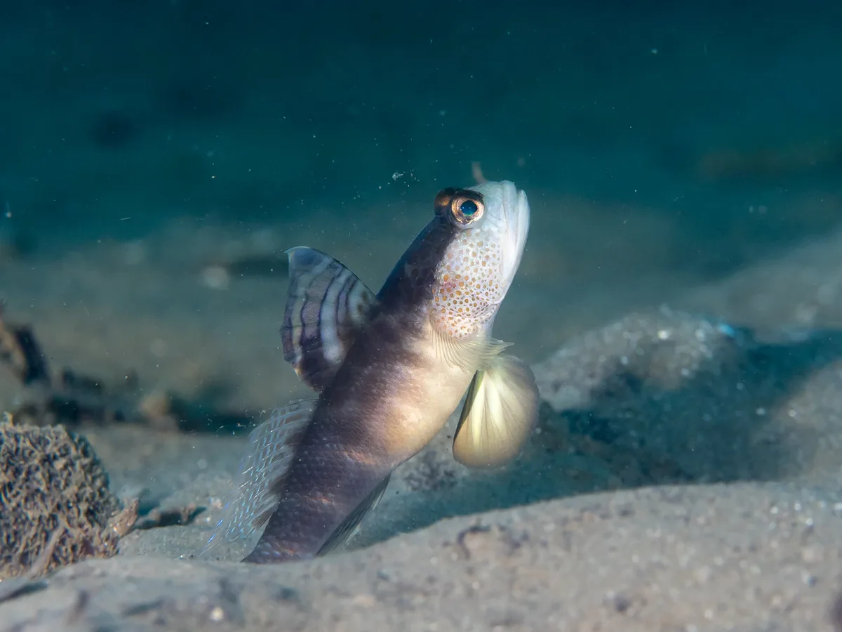 Flagfin shrimpgoby (Mahidolia mystacina)