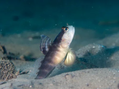 Flagfin shrimpgoby (Mahidolia mystacina)