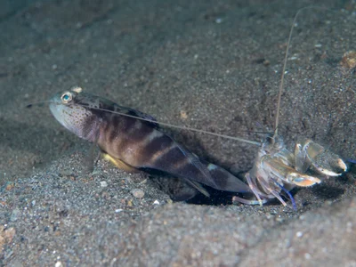 Flagfin shrimpgoby (Mahidolia mystacina) and alpheid shrimp