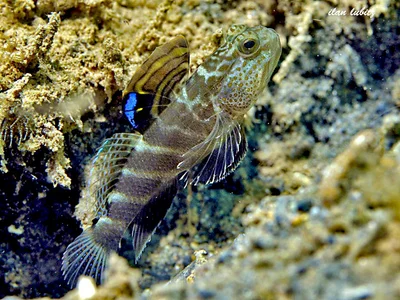 goby       Mahidolia mystacina ILN_6573