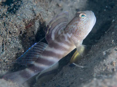 Flagfin shrimpgoby (Mahidolia mystacina)