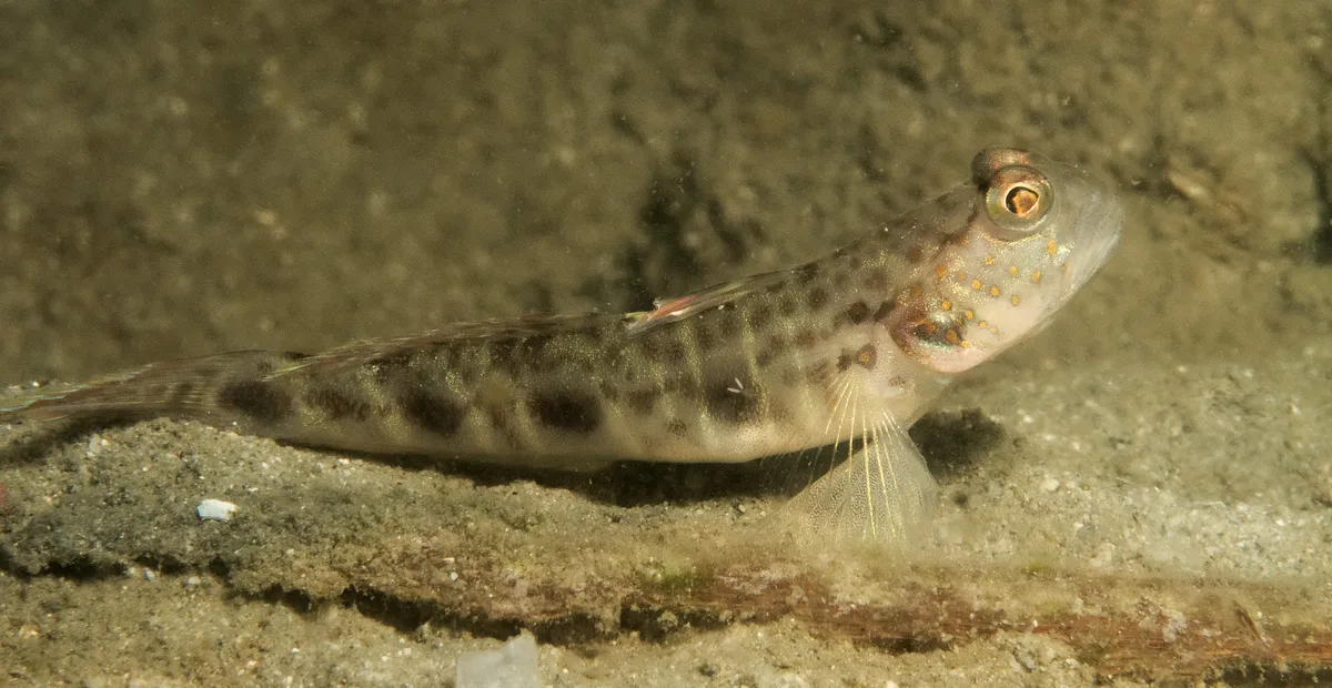 Mahidolia mystacina