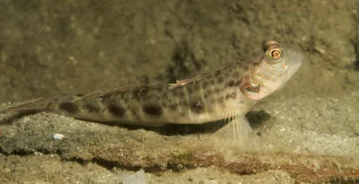 Mahidolia mystacina