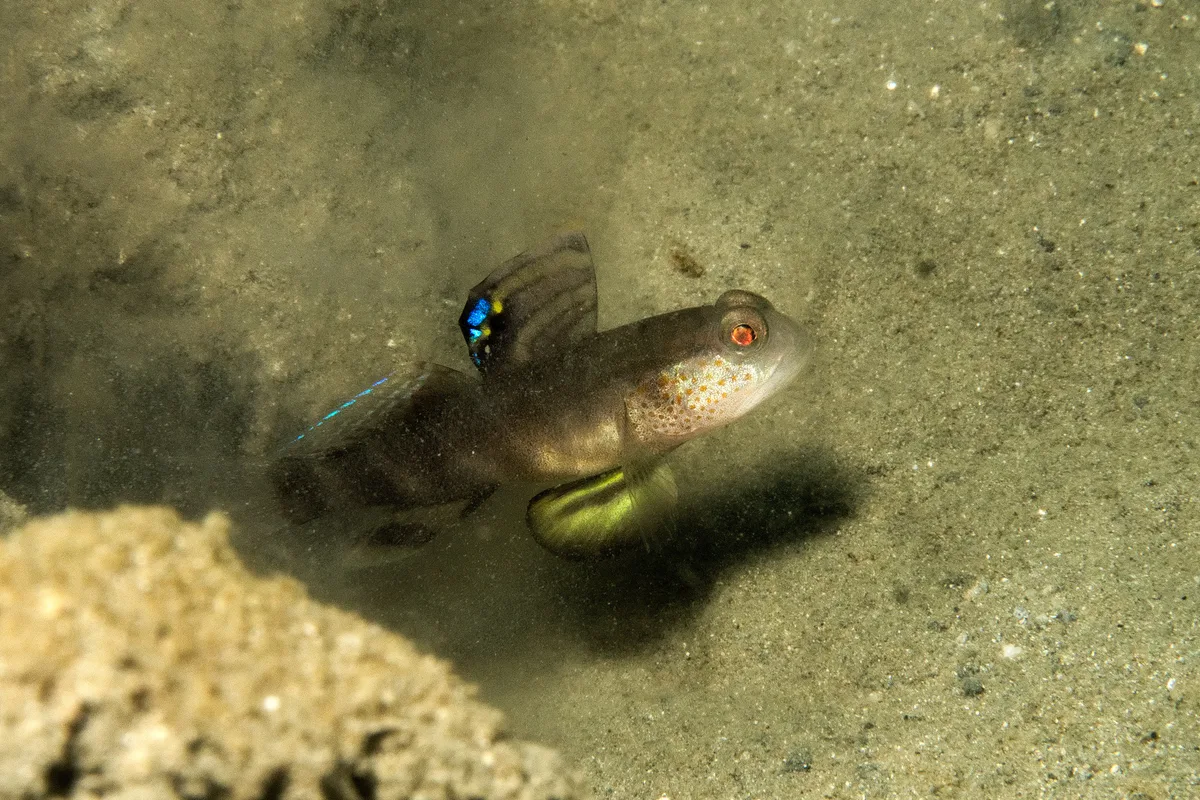 Mahidolia mystacina