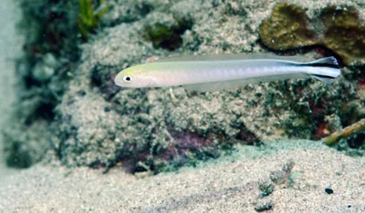 Malacanthus brevirostris 13 6004