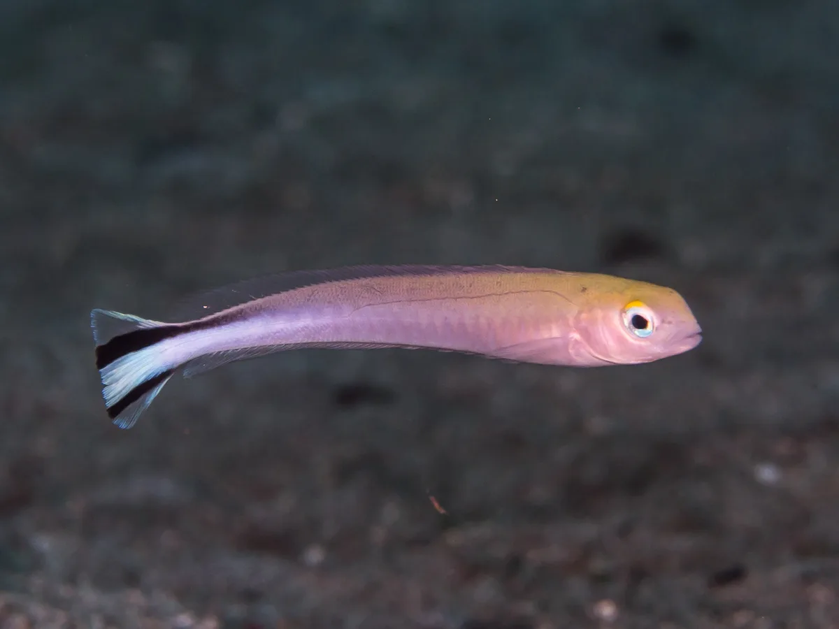 Flagtail blanquillo (Malacanthus brevirostris)