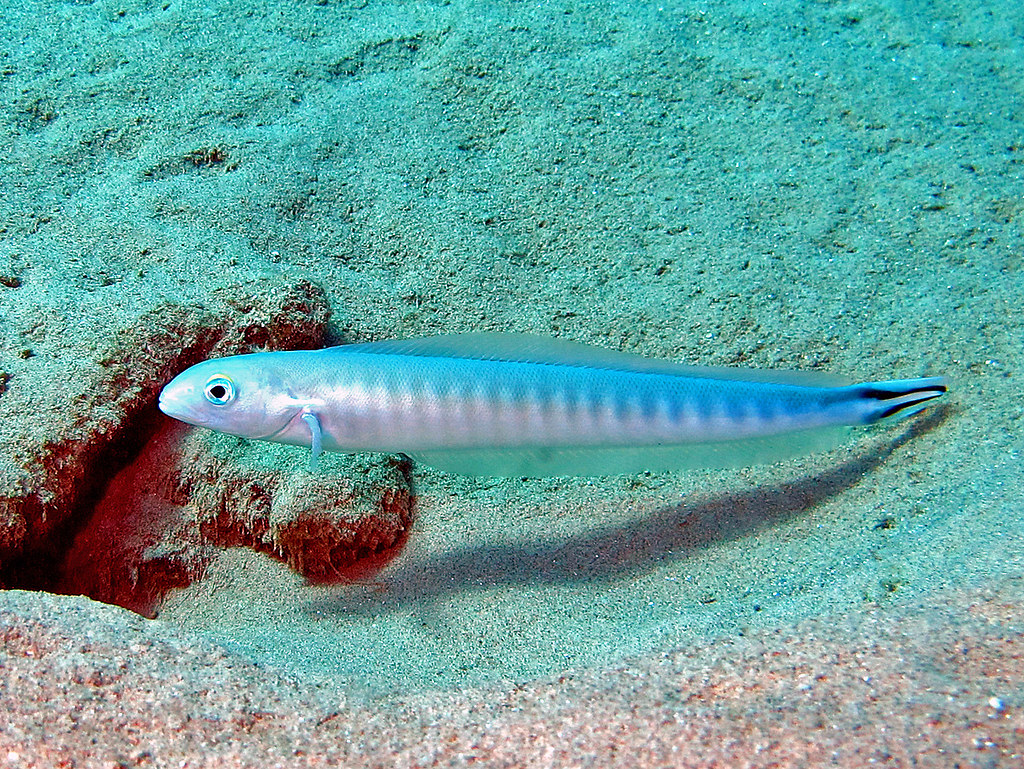 Malacanthidae - Malacanthus brevirostris