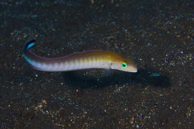 Tilefish