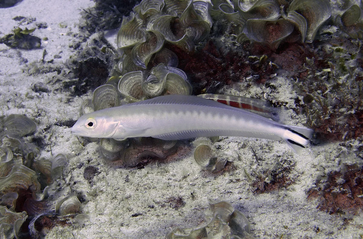 Blanquillo-flagtail-PB180107-malacanthus-brevirostris-2