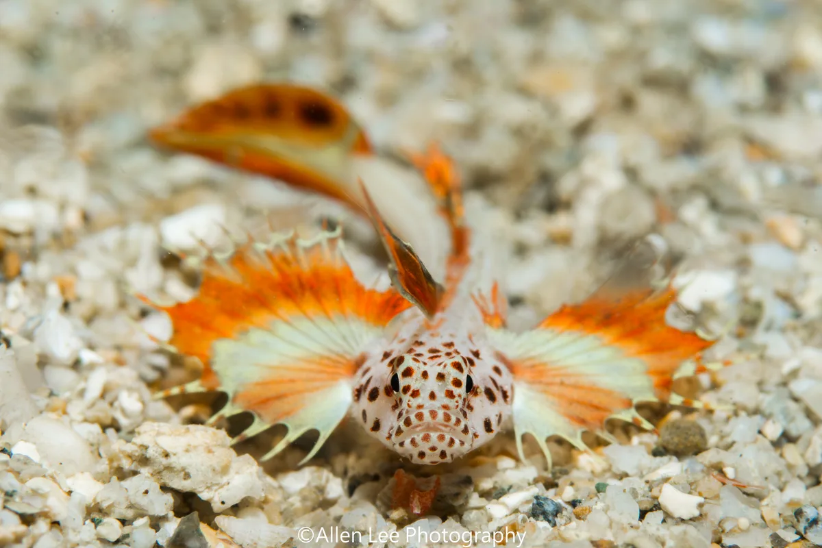 Flame Goby