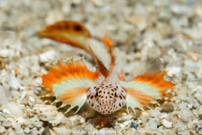 Flame Goby