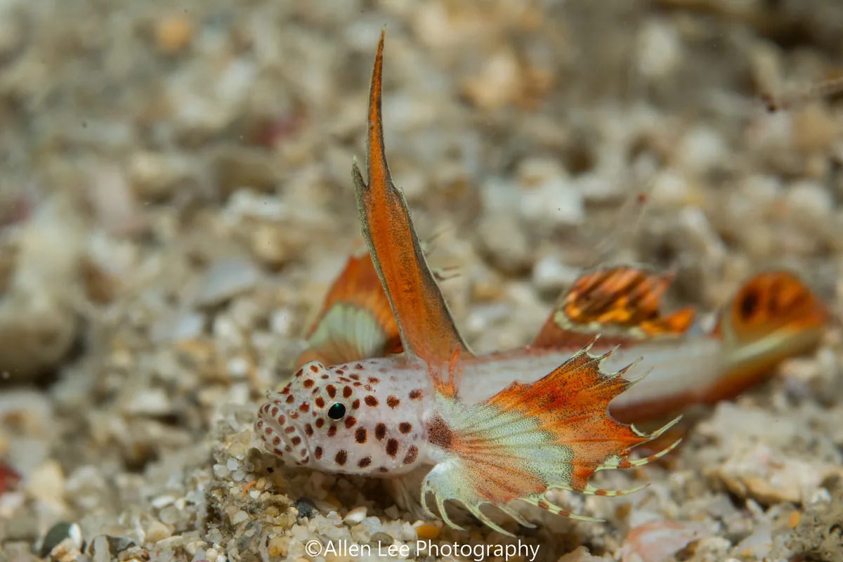 Flame Goby