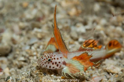 Flame Goby