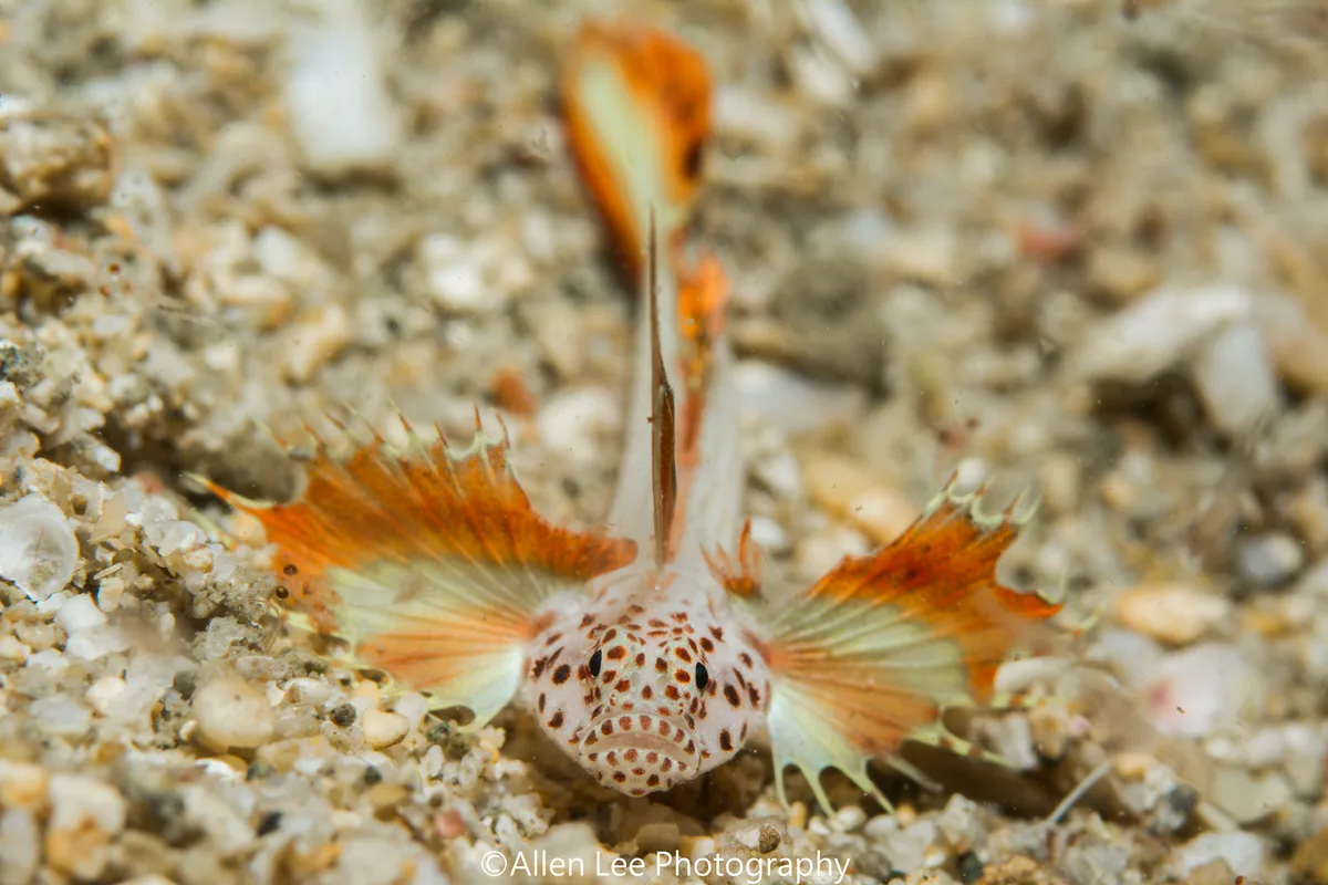 Flame Goby