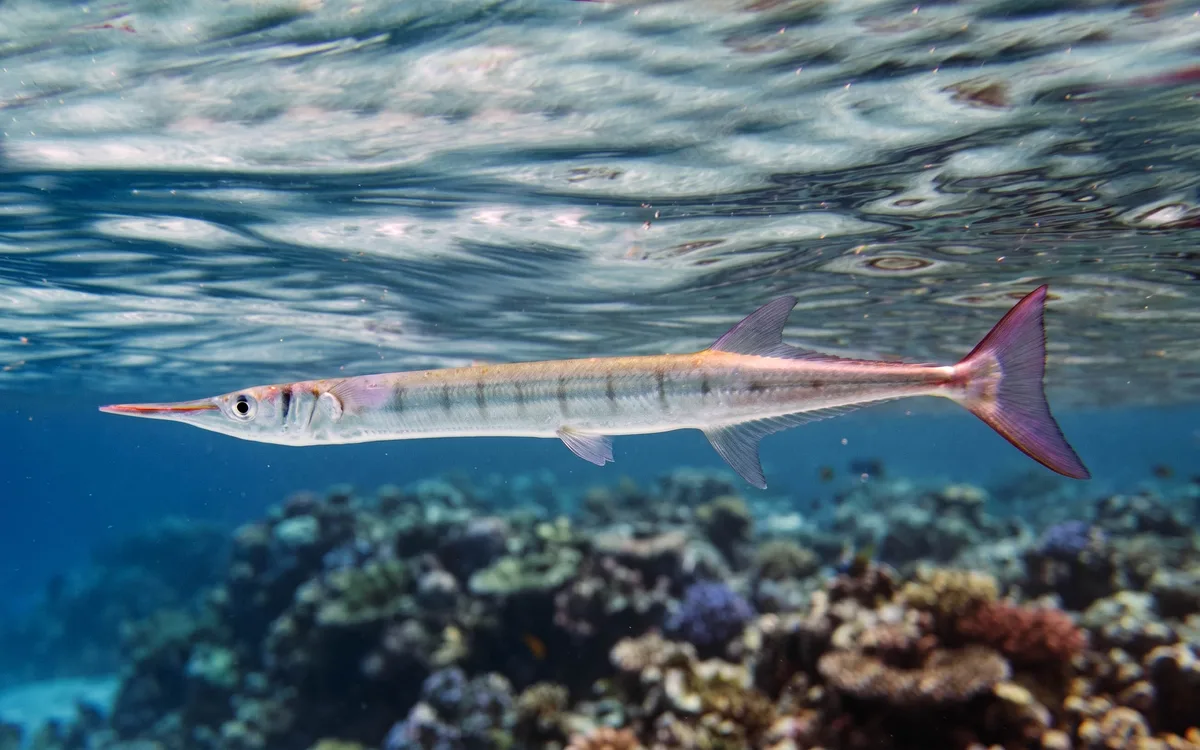 Flat Needlefish (Ablennes hians)