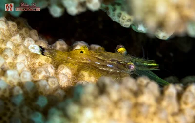 Flattened Coral Shrimp (Harpiliopsis depressa)