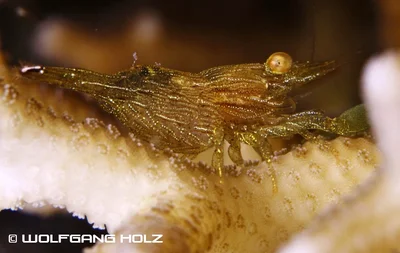 Harpiliopsis depressa, coral shrimp, Romblon Island, Philippines