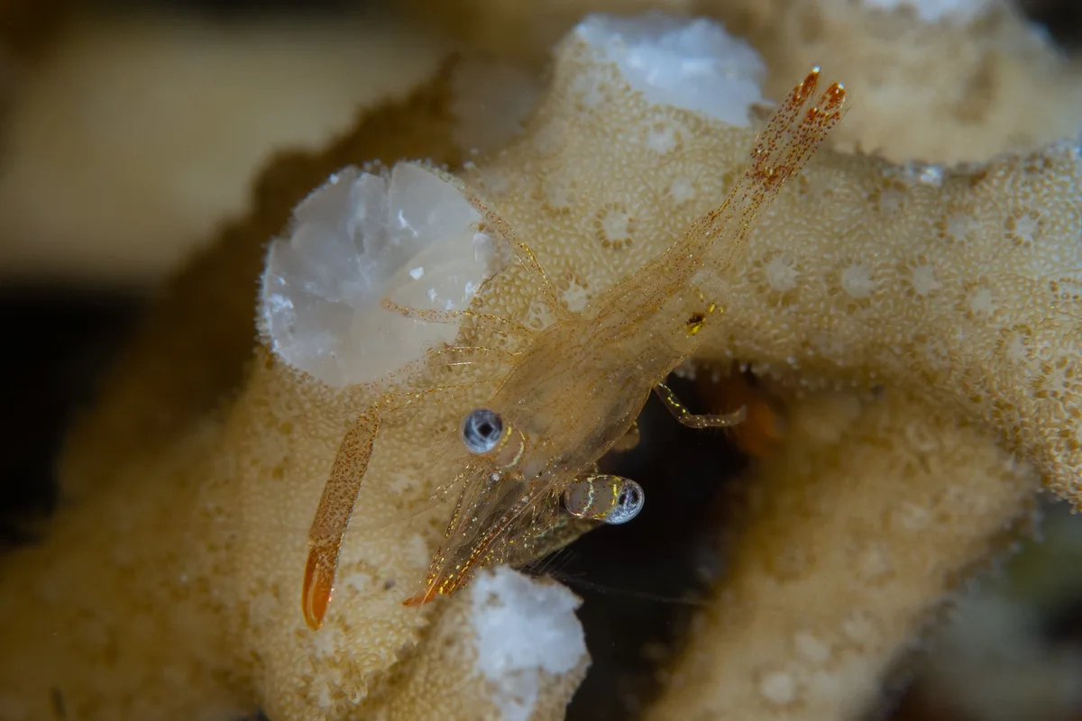 Dressed Coral Shrimp / Harpiliopsis depressa