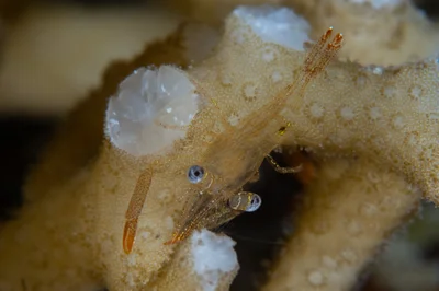Dressed Coral Shrimp / Harpiliopsis depressa