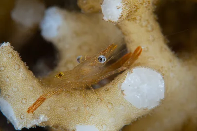 Dressed Coral Shrimp / Harpiliopsis depressa