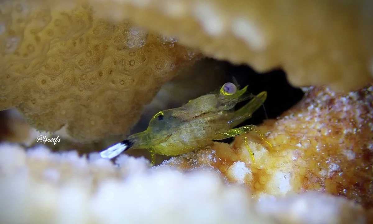 FLATTENED CORAL SHRIMP
