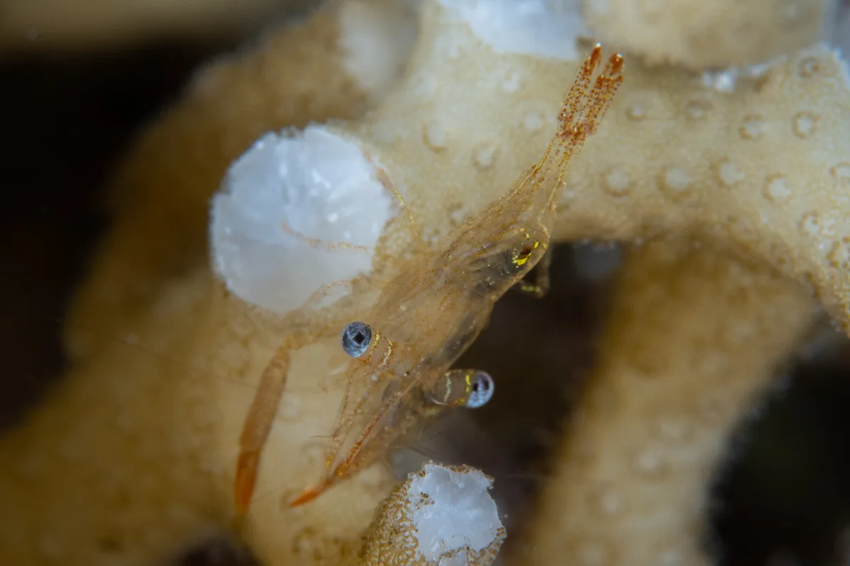 Dressed Coral Shrimp / Harpiliopsis depressa