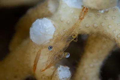 Dressed Coral Shrimp / Harpiliopsis depressa