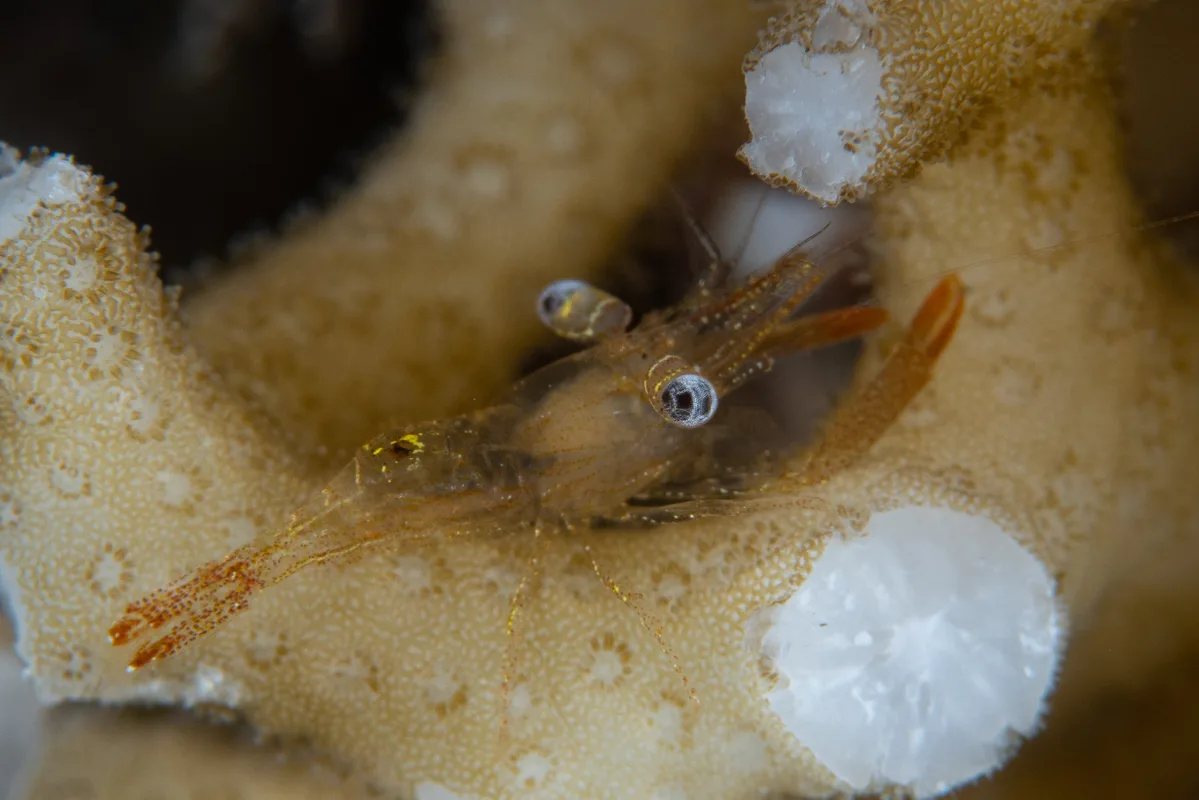Dressed Coral Shrimp / Harpiliopsis depressa