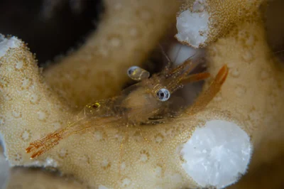 Dressed Coral Shrimp / Harpiliopsis depressa
