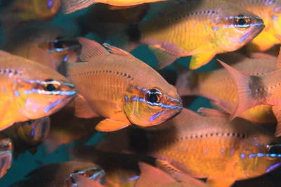 A School of Flower Cardinalfish - Jul 2021