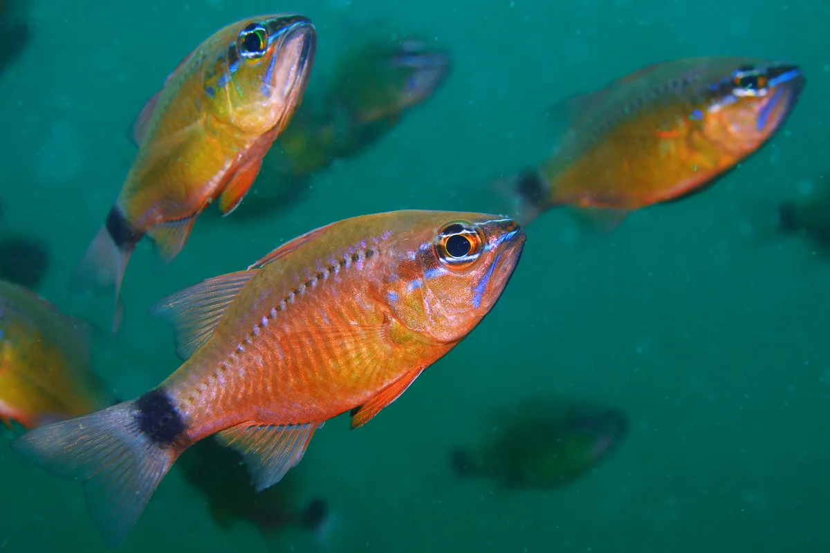 School of Flower Cardinalfish