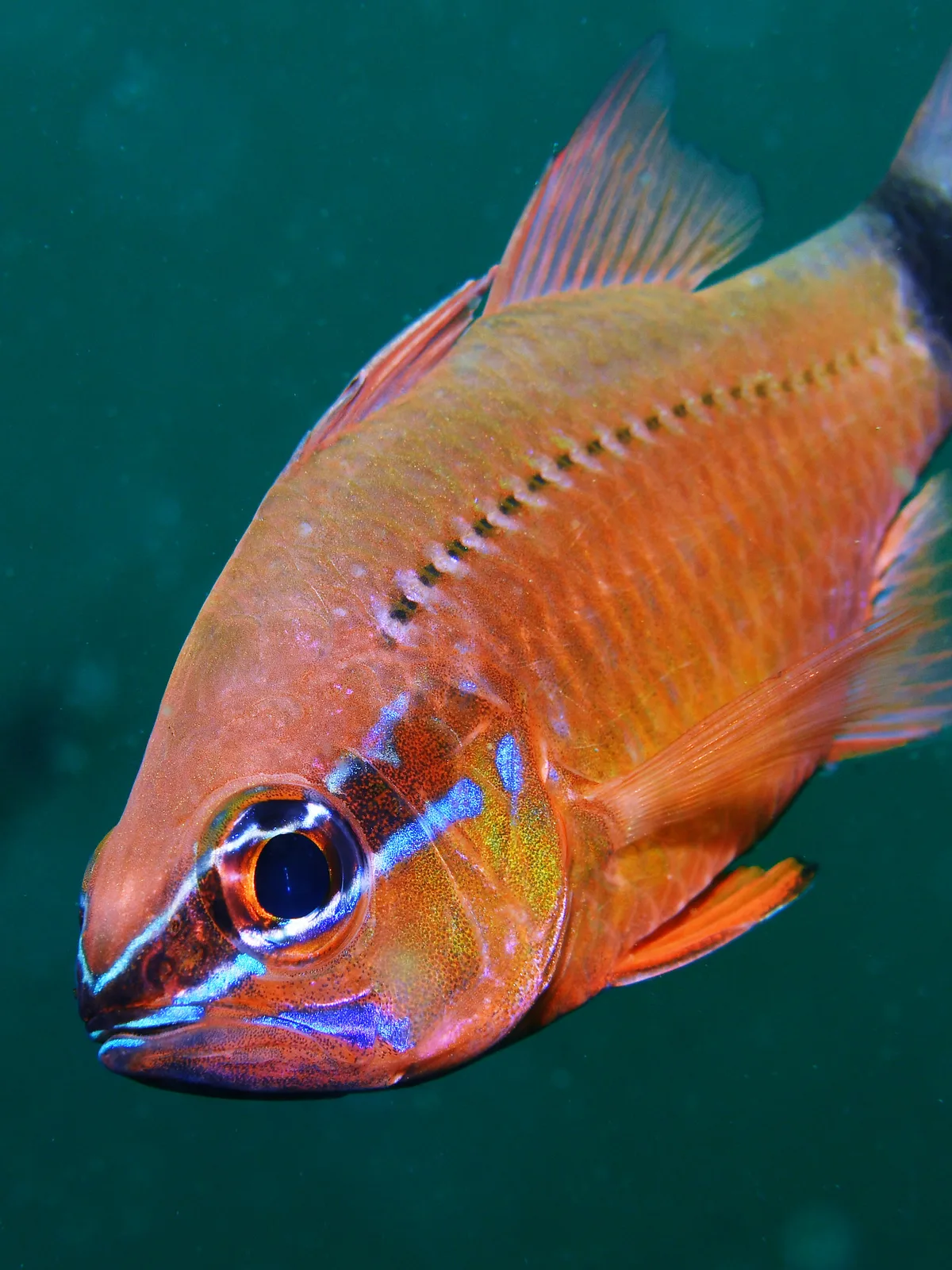 Flower Cardinalfish Portrait - Jul 2020