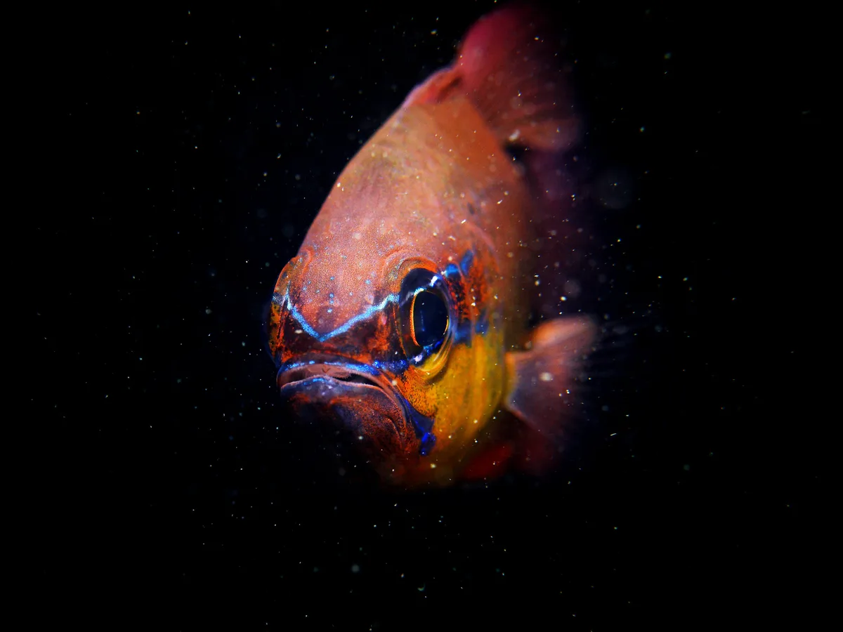 Flower Cardinalfish Portrait