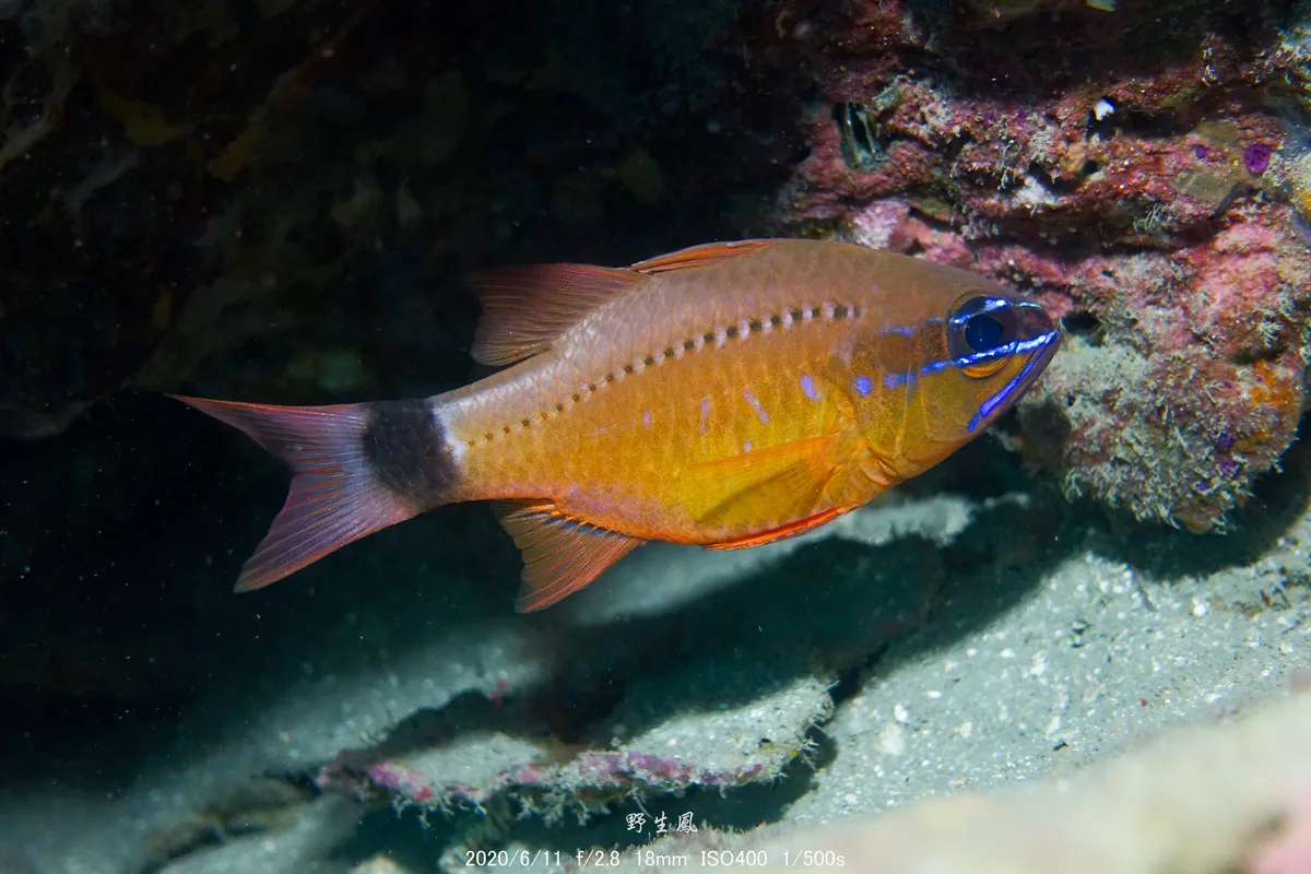 Ostorhinchus fleurieu 新北龍洞四號