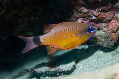 Ostorhinchus fleurieu 新北龍洞四號