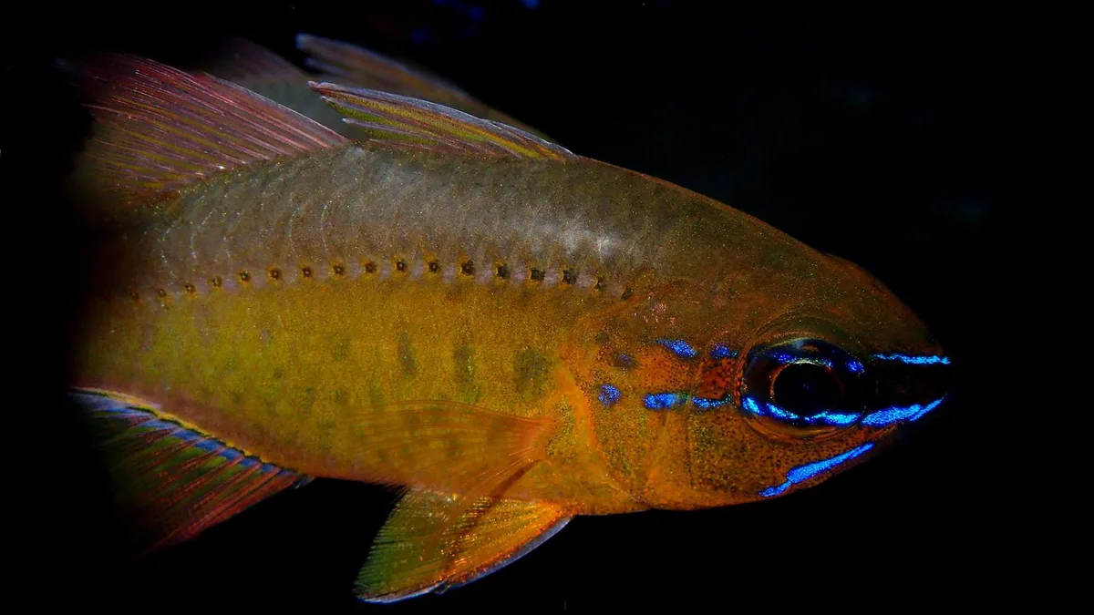 Flower Cardinalfish (Ostorhinchus (Apogon) fleurieu)