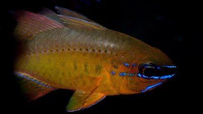 Flower Cardinalfish (Ostorhinchus (Apogon) fleurieu)