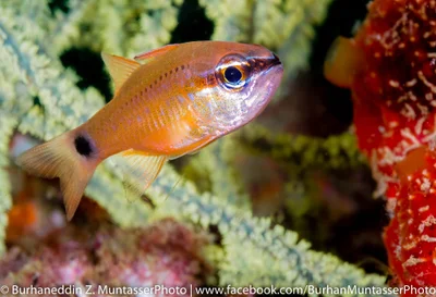 Bullseye cardinalfish (juvenile transitioning to adult), gold cardinalfish, ringtailed cardinalfish (Ostorhinchus fleurieu)