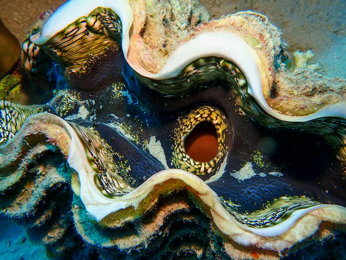 Fluted Giant Clam