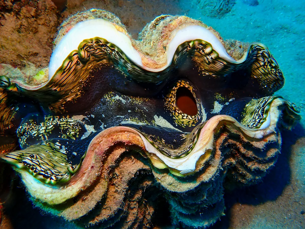 Fluted Giant Clam