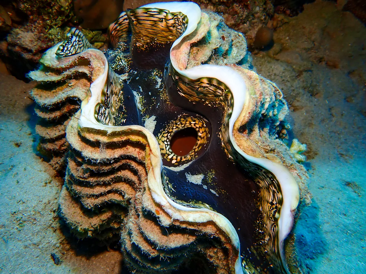 Fluted Giant Clam