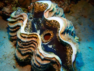 Fluted Giant Clam