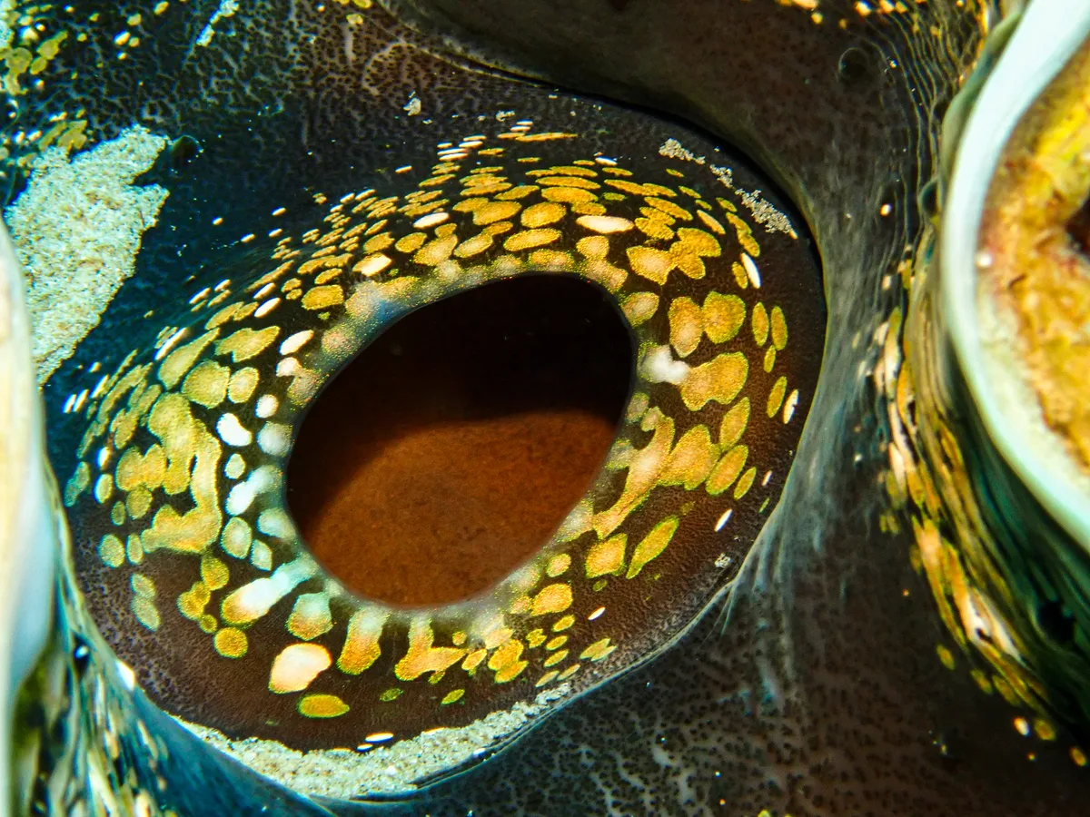 Fluted Giant Clam