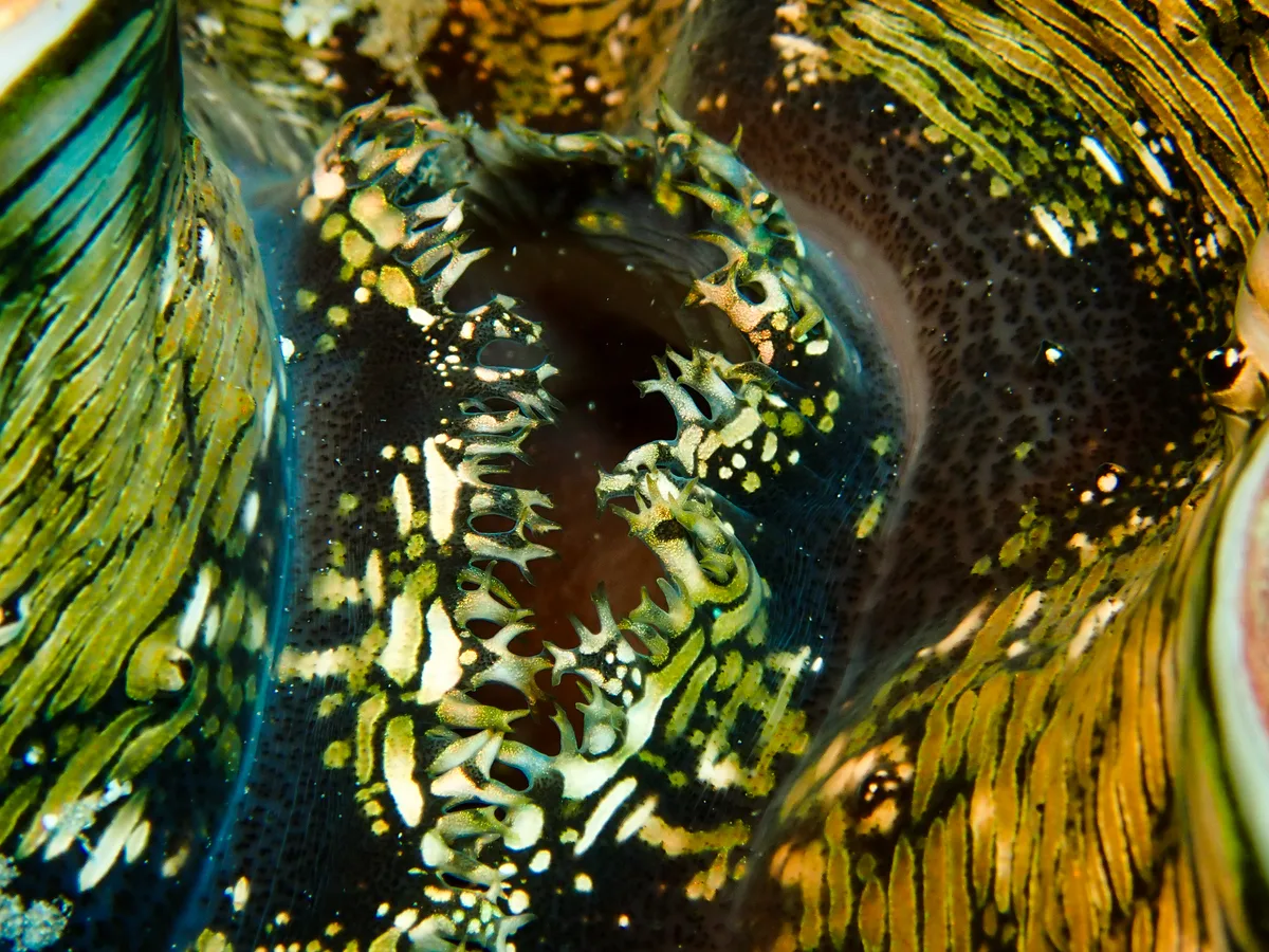 Fluted Giant Clam