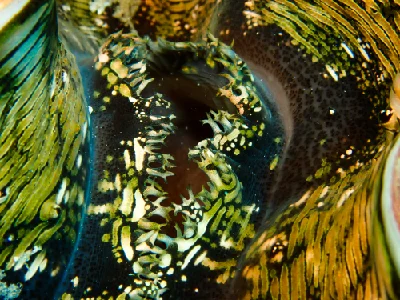 Fluted Giant Clam