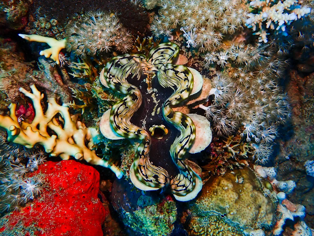 Fluted Giant Clam
