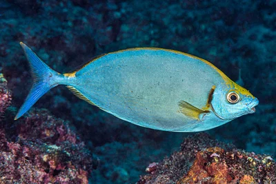 Forktail rabbitfish - Siganus argenteus