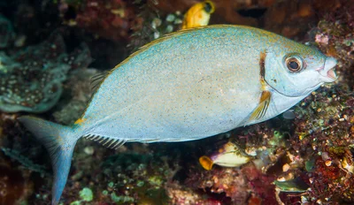 Forktail rabbitfish - Siganus argenteus