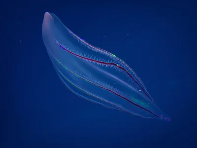 Beroe forskalii
