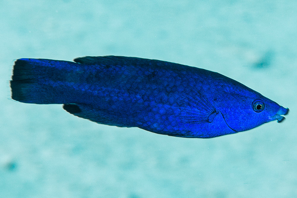 Fourline wrasse - Labroides quadrilineatus